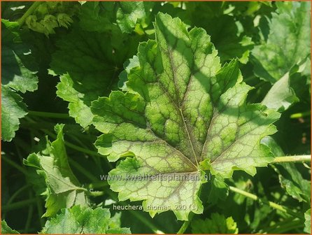 Heuchera &amp;#39;Thomas&amp;#39; | Purperklokje | Purpurgl&ouml;ckchen