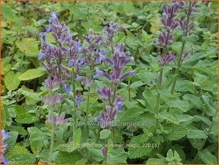 Nepeta grandiflora &amp;#39;Summer Magic&amp;#39; | Kattenkruid | Gro&szlig;bl&uuml;tige Katzenminze