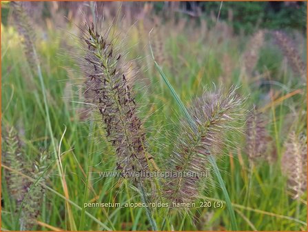 Pennisetum alopecuroides &amp;#39;Hameln&amp;#39; | Breed lampenpoetsersgras, Borstelveergras, Lampenpoetsersgras | Lampenputze