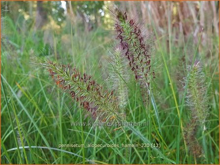 Pennisetum alopecuroides &amp;#39;Hameln&amp;#39; | Breed lampenpoetsersgras, Borstelveergras, Lampenpoetsersgras | Lampenputze