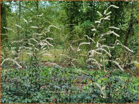 Actaea &amp;#39;Queen of Sheba&amp;#39; | Zilverkaars, Oktoberkaars, Christoffelkruid | Oktober-Silberkerze