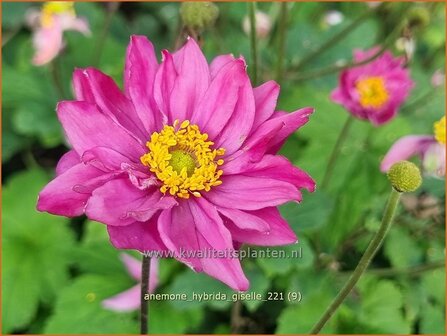Anemone hybrida &amp;#39;Giselle&amp;#39; | Herfstanemoon, Japanse anemoon, Anemoon | Herbstanemone