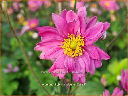 Anemone hybrida &amp;#39;Giselle&amp;#39; | Herfstanemoon, Japanse anemoon, Anemoon | Herbstanemone