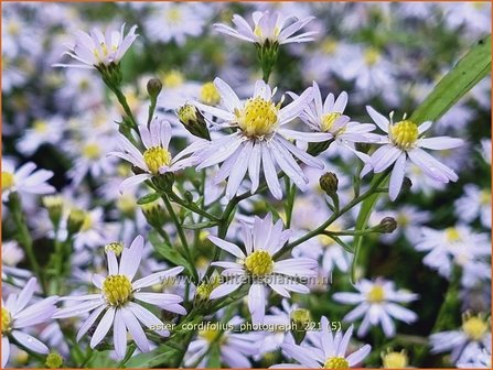 Aster cordifolius &amp;#39;Photograph&amp;#39; | Hartbladaster, Aster | Herzbl&auml;ttrige Schleier-Aster