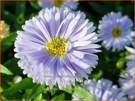 Aster novi-belgii &#039;Brigitte&#039; | Nieuw-Nederlandse aster, Herfstaster, Aster | Glattblatt-Aster