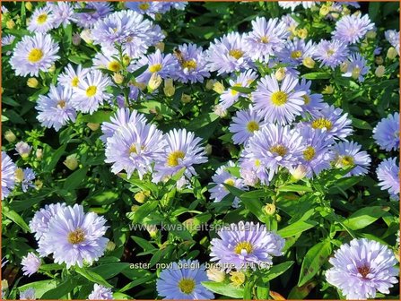 Aster novi-belgii &#039;Brigitte&#039; | Nieuw-Nederlandse aster, Herfstaster, Aster | Glattblatt-Aster