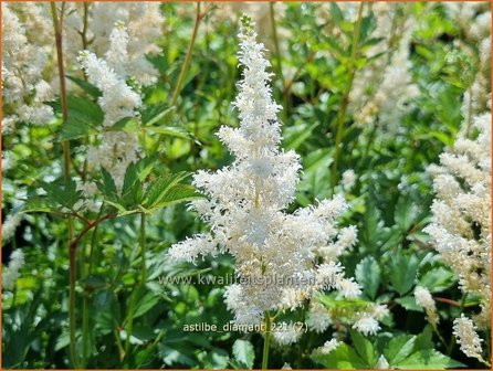 Astilbe &amp;#39;Diamant&amp;#39; | Pluimspirea, Spirea | Prachtspiere