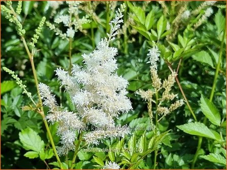 Astilbe &amp;#39;Diamant&amp;#39; | Pluimspirea, Spirea | Prachtspiere