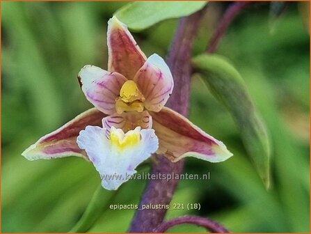Epipactis palustris | Wespenorchis, Orchidee, Orchis | Sumpf-Stendelwurz