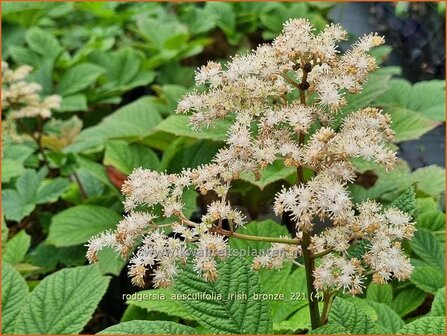 Rodgersia aesculifolia &amp;#39;Irish Bronze&amp;#39; | Kastanjebladige astilbe, Schout-bij-nacht, Kijkblad | Kastanienbl&auml;ttri