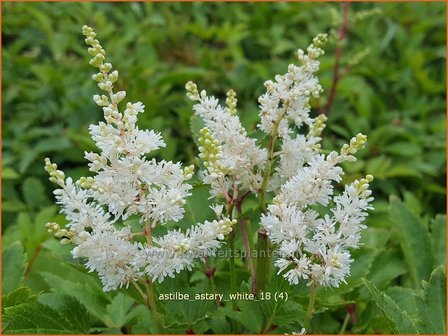 Astilbe &amp;#39;Astary White&amp;#39; | Pluimspirea, Spirea | Prachtspiere