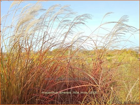 Miscanthus sinensis &amp;#39;Little Miss&amp;#39; | Chinees prachtriet, Chinees riet, Japans sierriet, Sierriet | Chinaschilf