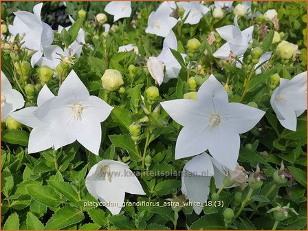 Platycodon grandiflorus &amp;#39;Astra White&amp;#39; | Ballonklokje | Ballonblume