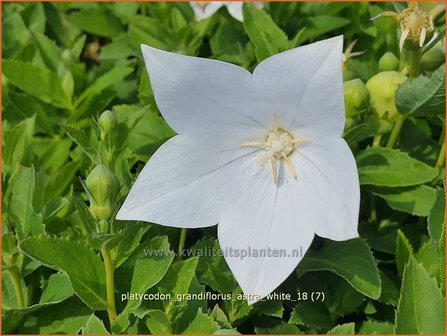 Platycodon grandiflorus &amp;#39;Astra White&amp;#39; | Ballonklokje | Ballonblume