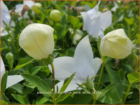 Platycodon grandiflorus &amp;#39;Astra White&amp;#39; | Ballonklokje | Ballonblume