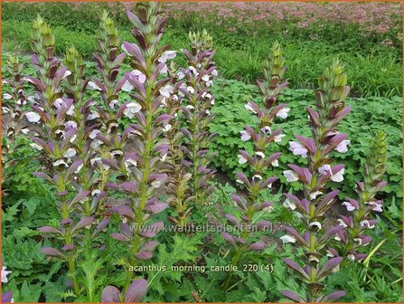 Acanthus &amp;#39;Morning Candle&amp;#39; | Stekelige berenklauw, Akant | B&auml;renklau