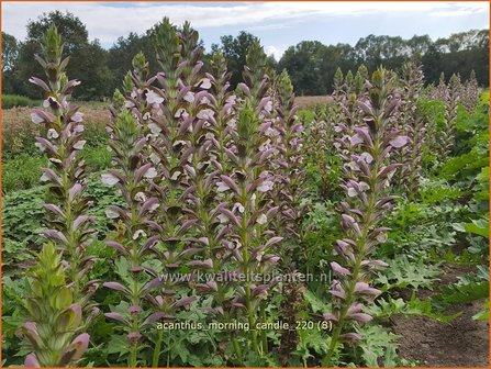 Acanthus &amp;#39;Morning Candle&amp;#39; | Stekelige berenklauw, Akant | B&auml;renklau