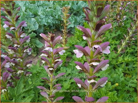 Acanthus hungaricus &amp;#39;White Lips&amp;#39; | Hongaarse berenklauw, Akant | Balkan-B&auml;renklau