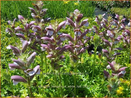 Acanthus hungaricus &amp;#39;White Lips&amp;#39; | Hongaarse berenklauw, Akant | Balkan-B&auml;renklau