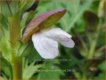 Acanthus hungaricus &amp;#39;White Lips&amp;#39; | Hongaarse berenklauw, Akant | Balkan-B&auml;renklau