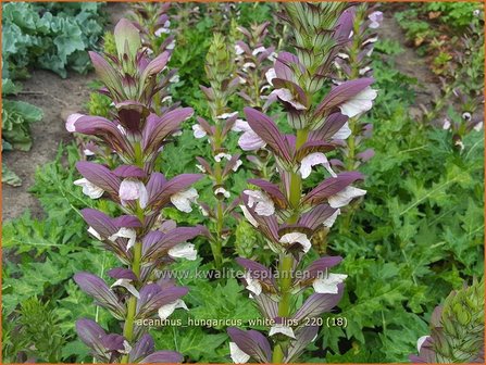 Acanthus hungaricus &amp;#39;White Lips&amp;#39; | Hongaarse berenklauw, Akant | Balkan-B&auml;renklau