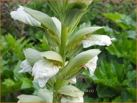 Acanthus mollis &amp;#39;Rue Ledan&amp;#39; | Zachte akant, Akant | Weiche B&auml;renklau