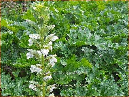 Acanthus mollis &amp;#39;Rue Ledan&amp;#39; | Zachte akant, Akant | Weiche B&auml;renklau