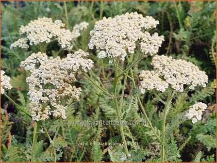 Achillea &amp;#39;Alabaster&amp;#39; | Duizendblad | Garbe