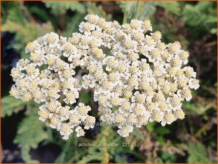 Achillea &amp;#39;Alabaster&amp;#39; | Duizendblad | Garbe
