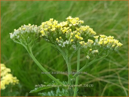 Achillea millefolium &amp;#39;Hella Glashoff&amp;#39; | Duizendblad | Gew&ouml;hnliche Schafgarbe