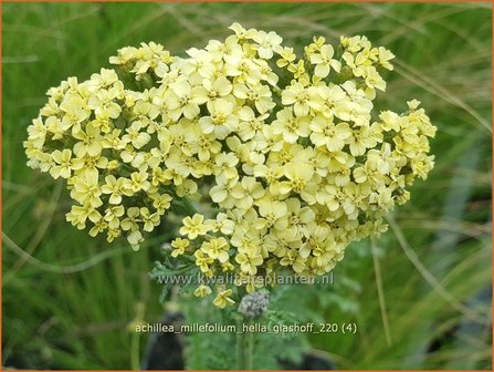 Achillea millefolium &amp;#39;Hella Glashoff&amp;#39; | Duizendblad | Gew&ouml;hnliche Schafgarbe
