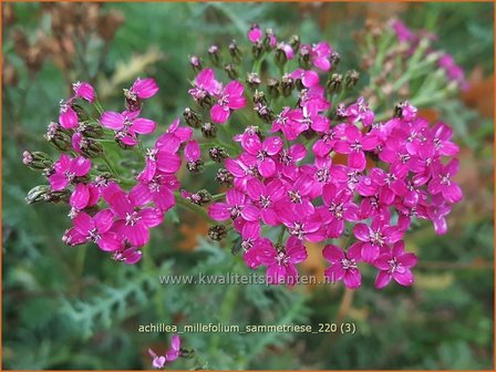 Achillea millefolium &amp;#39;Sammetriese&amp;#39; | Duizendblad | Gew&ouml;hnliche Schafgarbe