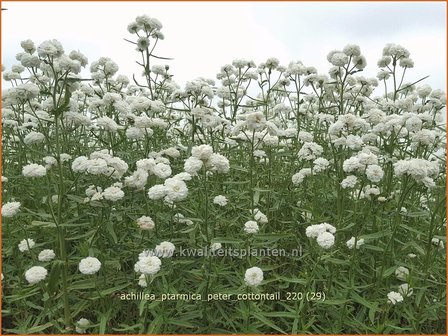 Achillea ptarmica &amp;#39;Peter Cottontail&amp;#39; | Hemdsknoopjes, Bertram, Duizendblad | Bertrams-Garbe