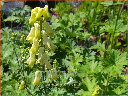 Aconitum vulparia | Monnikskap | Fuchs-Eisenhut