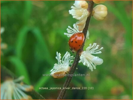 Actaea japonica &amp;#39;Silver Dance&amp;#39; | Zilverkaars, Oktoberkaars, Christoffelkruid | Herbst-Silberkerze