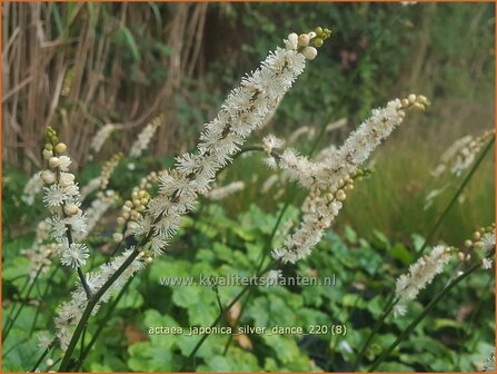 Actaea japonica &amp;#39;Silver Dance&amp;#39; | Zilverkaars, Oktoberkaars, Christoffelkruid | Herbst-Silberkerze