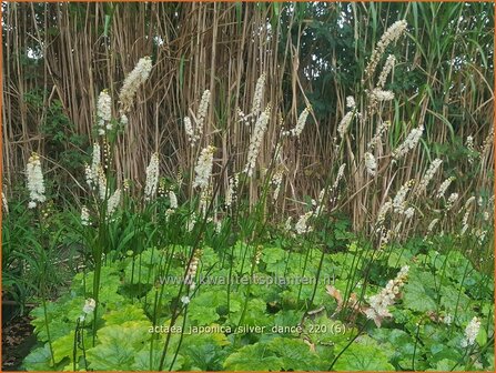 Actaea japonica &amp;#39;Silver Dance&amp;#39; | Zilverkaars, Oktoberkaars, Christoffelkruid | Herbst-Silberkerze