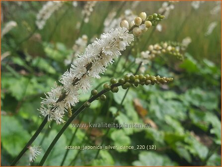 Actaea japonica &amp;#39;Silver Dance&amp;#39; | Zilverkaars, Oktoberkaars, Christoffelkruid | Herbst-Silberkerze