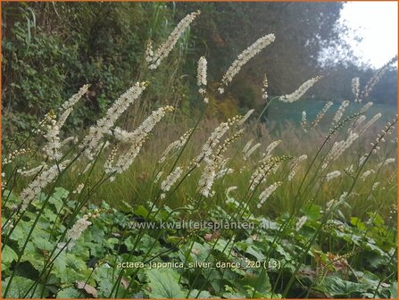 Actaea japonica &amp;#39;Silver Dance&amp;#39; | Zilverkaars, Oktoberkaars, Christoffelkruid | Herbst-Silberkerze