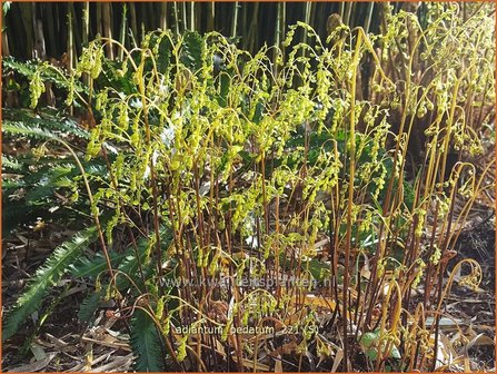 Adiantum pedatum | Venushaar, Hoefijzervaren, Vrouwenhaar | Pfauenradfarn