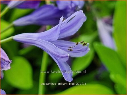 Agapanthus &#039;Brilliant Blue&#039; | Afrikaanse lelie, Kaapse lelie, Liefdesbloem | Schmucklilie | African Lily
