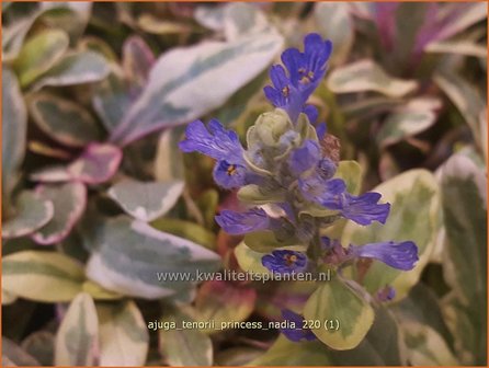 Ajuga tenorii &amp;#39;Princess Nadia&amp;#39; | Zenegroen | Kriechender G&uuml;nsel