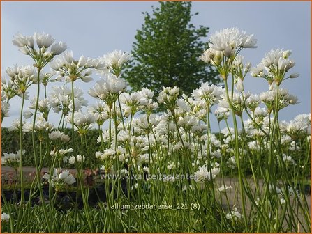 Allium zebdanense | Bochtig look, Look | Lauch