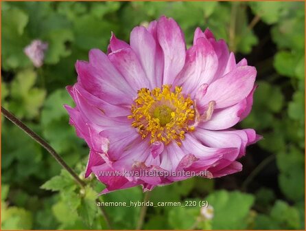 Anemone hybrida &amp;#39;Carmen&amp;#39; | Herfstanemoon, Japanse anemoon, Anemoon | Herbstanemone