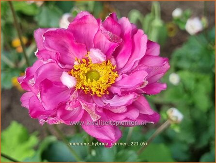 Anemone hybrida &amp;#39;Carmen&amp;#39; | Herfstanemoon, Japanse anemoon, Anemoon | Herbstanemone