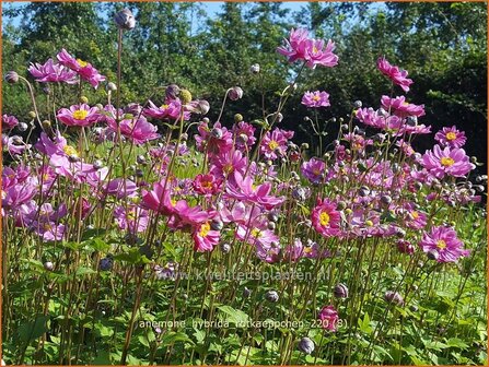 Anemone hybrida &amp;#39;Rotk&auml;ppchen&amp;#39; | Herfstanemoon, Japanse anemoon, Anemoon | Herbstanemone