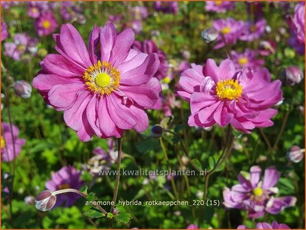 Anemone hybrida &amp;#39;Rotk&auml;ppchen&amp;#39; | Herfstanemoon, Japanse anemoon, Anemoon | Herbstanemone