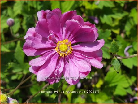 Anemone hybrida &amp;#39;Rotk&auml;ppchen&amp;#39; | Herfstanemoon, Japanse anemoon, Anemoon | Herbstanemone