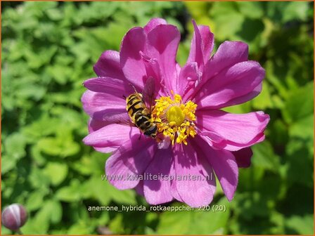 Anemone hybrida &amp;#39;Rotk&auml;ppchen&amp;#39; | Herfstanemoon, Japanse anemoon, Anemoon | Herbstanemone