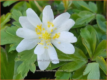 Anemone nemorosa &#039;Hilda&#039; | Bosanemoon, Anemoon | Busch-Windr&ouml;schen